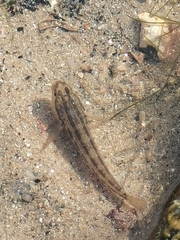 Tridentiger trigonocephalus