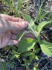 Pterocaulon redolens
