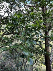 Psychotria mariniana