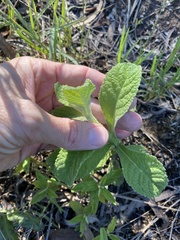 Pterocaulon redolens