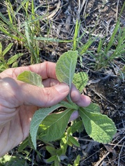 Pterocaulon redolens