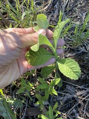 Pterocaulon redolens
