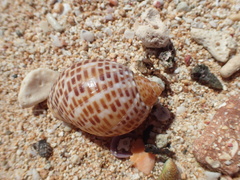 Tonna perdix
