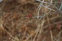 Cadaba aphylla image