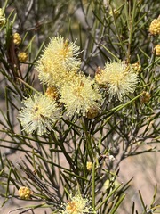 Melaleuca hamata