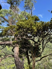 Syzygium sandwicense