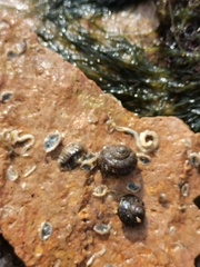Ischnochiton comptus