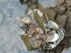 Acanthochitona rubrolineata