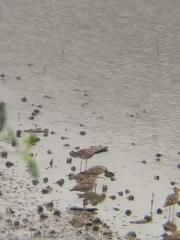 Numenius phaeopus phaeopus