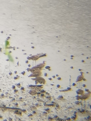 Numenius phaeopus phaeopus