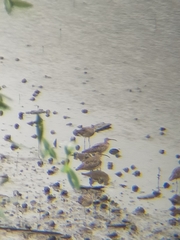 Numenius phaeopus phaeopus