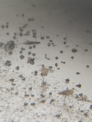 Numenius phaeopus phaeopus