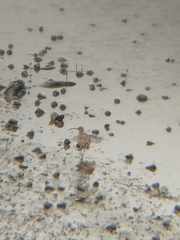 Numenius phaeopus phaeopus