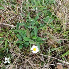 Brachyscome sinclairii