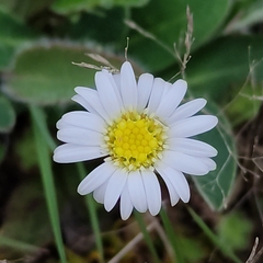 Brachyscome sinclairii