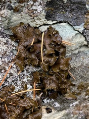 Umbilicaria polyphylla