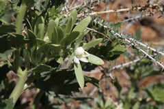 Kissenia capensis image