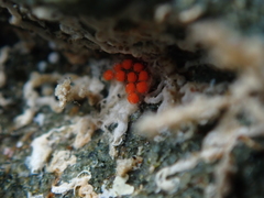 Vayssierea cinnabarea