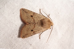 Agrochola blidaensis
