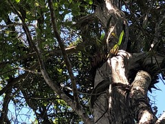 Dendrobium monophyllum