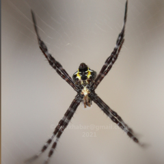 Argiope