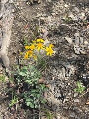 Packera antennariifolia