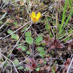Ranunculus multiscapus