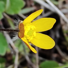 Ranunculus multiscapus
