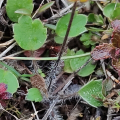 Ranunculus multiscapus