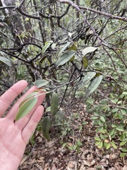 Diospyros sandwicensis