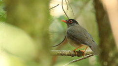 Catharus mexicanus