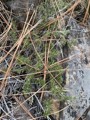 Phlox caespitosa