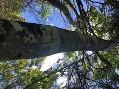 Brachychiton discolor