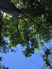 Brachychiton discolor