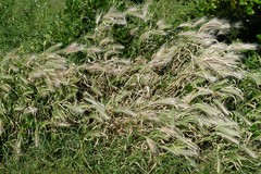 Hordeum murinum murinum