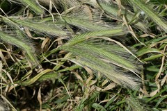 Hordeum murinum murinum