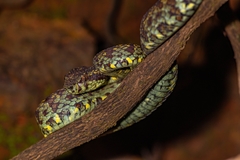 Malabar Pit-Viper photo 4