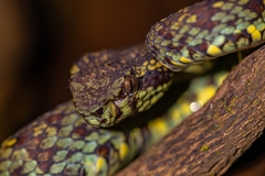 Malabar Pit-Viper photo 3