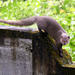 Indian Grey Mongoose - Photo (c) sunnyjosef, some rights reserved (CC BY), uploaded by sunnyjosef