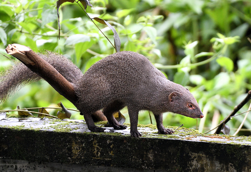 Crab-eating Mongoose (Urva urva)