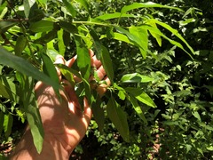 Ehretia saligna membranifolia