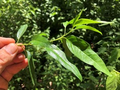 Ehretia saligna membranifolia