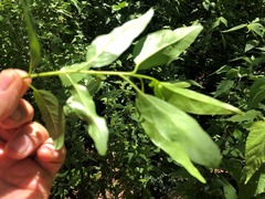 Ehretia saligna membranifolia