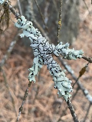 Hypogymnia occidentalis