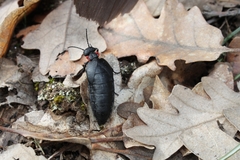 Physomeloe corallifer