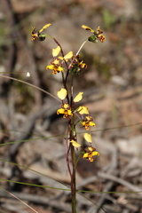 Diuris curvifolia
