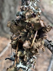 Tuckermanopsis platyphylla