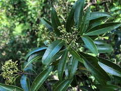 Dinosperma erythrococcum