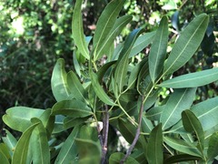Dinosperma erythrococcum