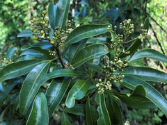 Dinosperma erythrococcum